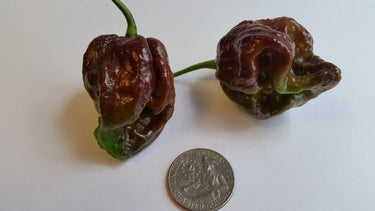 Moruga Scorpion Chocolate - Seeds - The Pepper Pantry (Formerly Marie Sharp's)